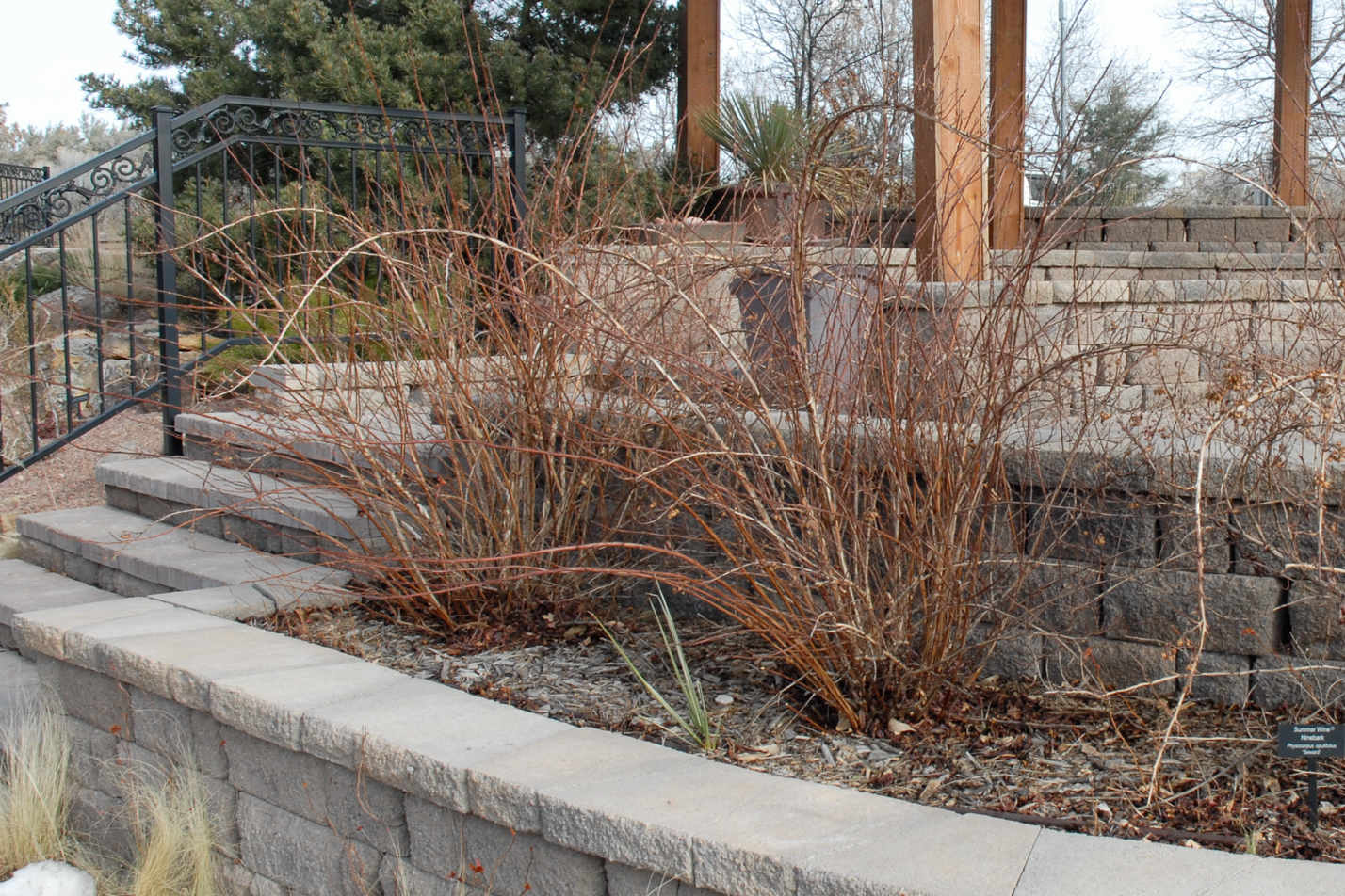 Summer Wine Ninebark